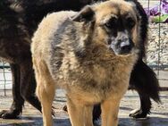 SUNSHINE sucht verstandnisvolles Zuhause - Neuberg