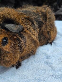 toller Rosetten Cuy Bock abzugeben, kastriert - Gelsenkirchen Ückendorf