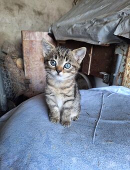 Babykatzen, Kitten, Kätzchen, Katze - Herzebrock-Clarholz
