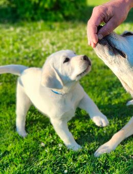 Labrador weiß / gelb mit Ahnentafel u. Züchternachweis - Wittenberg (Lutherstadt)