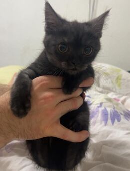 Bkh Babykater sucht liebevolles Zuhause - Herne