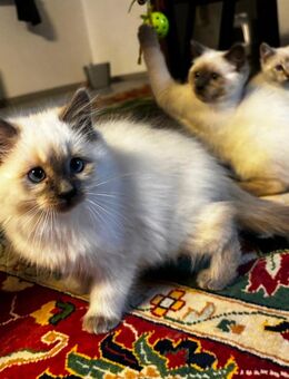 Kittens 3 Monate alt - Hirschhorn (Neckar)