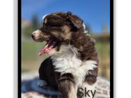 ❤️Wunderschöne ASCA Australian Shepherd Welpen ❤️ - Tann (Rhön)