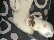 3süße Katze suchen ein neues liebevolles ZuHause - Bonn Heiderhof