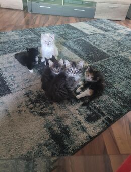 Zuckersüße Maine Coon Kitten - Bremerhaven