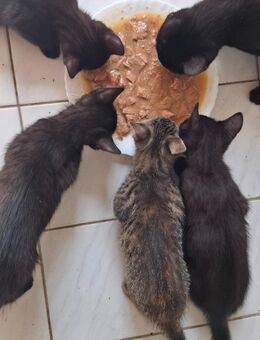 Kleine Katzen - Schlettau Zentrum