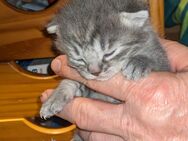 Mischlingskatze kitten - Winsen