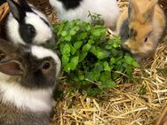 Zwergkaninchen Jungtiere - Altötting