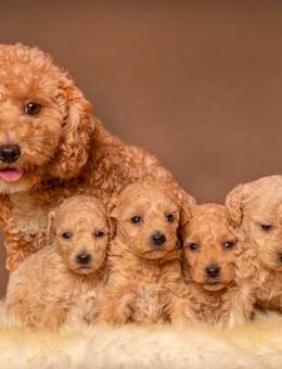 Maltipoo Welpen - Chemnitz