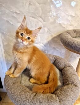 Maine Coon Kater zum Abgabebereit - Nienburg (Weser)
