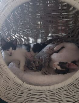 Kitten banditen 😅 - Hannover