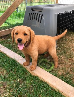 Labradoodle F1 Welpen suchen neues liebevolles Zuhause - Emstek