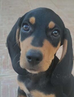 Junghund ZIGGY sucht nach seinem Für-immer-Zuhause - Reischach