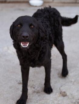 GONZALES🩵agiler, neugieriger Wirbelwind - Hamburg
