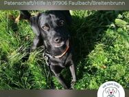 Linus: energievoller Charmeur in D - Kirchzell