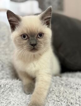 Reinrassige BKH Kitten - Schwandorf