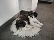 Aussiedoodle Hündin medium Auszugsbereit - Neumarkt-Sankt Veit