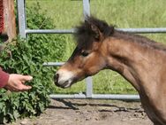 American Miniature Horse AMH Wallach - Delbrück