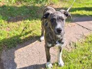 Welpenmädchen 6 Mo. - Krombach (Bayern)