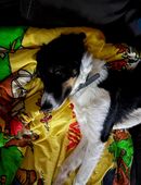 Border Collie Hündin schweren Herzens abzugeben in 37242