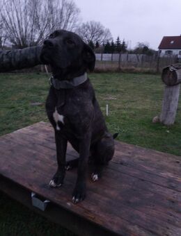 Dogge Cane Corso Mix Deckrüde - Neetzow