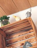 2 Nympfensittiche Rio und Mango in 58507