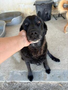 TOMATA - VERGESSEN IM TIERHEIM - Mönchengladbach