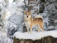 Wurfankündigung Pomsky Welpen Frühjahr 2025 - Karlsbad