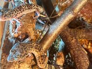 3 Leopard-Geckos mit Terrarium und Zubehör - Waldburg