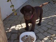 Labrador Mädchen in schokobraun - Schönau (Königssee)