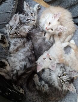 Maine Conn Kitten - Mühlhausen (Thüringen)