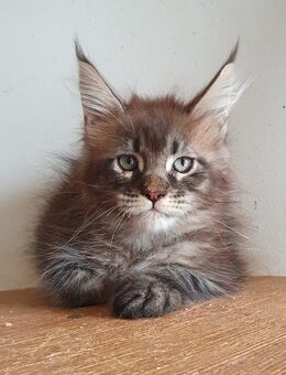 Maine Coon Kitten Boy - Großmehring
