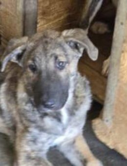 tapferes Knickohr Homer sucht Zuhause - München