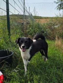 Lola - unternehmungslustig - Dreikirchen