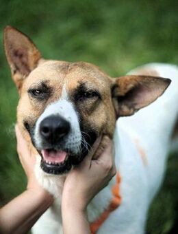 Tolle Jenny sucht liebevolles Zuhause - Duisburg
