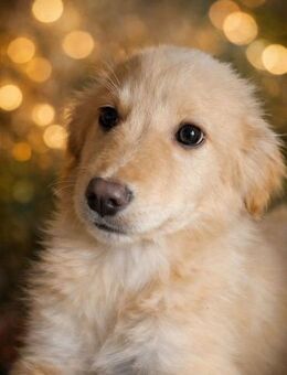 Chop 💜💜💜 sucht Happy-Home - Bad Karlshafen