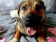 ❤️Zuckerschnute Yoshi❤️ - Eislingen (Fils)