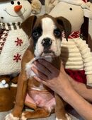 Boxerwelpen Rüden mit Papieren Abgabebereit in 55559