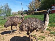 Emu - Emuhenne Laufvogel weiblich - Schaafheim