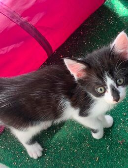 2 kleine Kater suchen nette Menschen - Lauchhammer