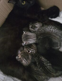 Katzenbabys abzugeben - Gimbsheim