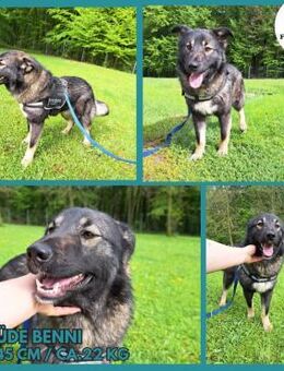 Benni Mischling Rüde Mischlingshund - Margetshöchheim