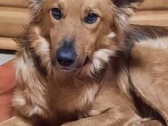 Traumhund sucht tolles Zuhause! - Gießen