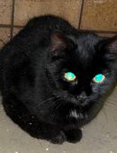 schwarzer Kater mit weißem Fleck in 85250