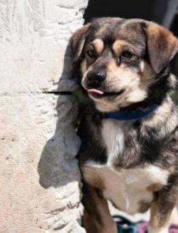 Mogyi sucht nach seinen Menschen - Nordwalde