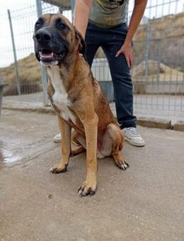 Marcelo ein Herz auf 4 Pfoten - Wöllstadt