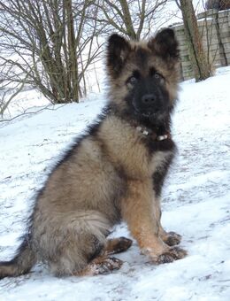 Deutscher Schäferhundwelpe Langstockhaar Rüde gerader Rücken m.P. - Tömmelsdorf