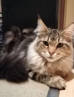 Maine Coon Kätzin 7 Monate alt - Berlin