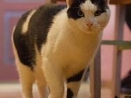 ❣️Kater Oscar ❣️ 🆘NOTFALL🚨 - Eislingen (Fils)