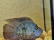Zu verkaufen männlicher Diamantbuntbarsch 23 cm. - Genthin